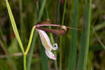 Rosebud orchid